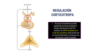  Aunque el sistema puede
regularse exclusivamente a
través del binomio ACTH-
cortisol, el CRH establece el
nivel de equilibrio (set-point) de
su funcionamiento y provoca su
activación ante el estrés.
REGULACIÓN
CORTICOTROPA
 