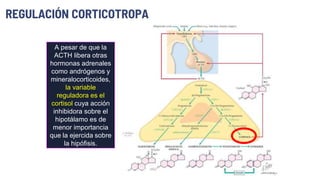 A pesar de que la
ACTH libera otras
hormonas adrenales
como andrógenos y
mineralocorticoides,
la variable
reguladora es el
cortisol cuya acción
inhibidora sobre el
hipotálamo es de
menor importancia
que la ejercida sobre
la hipófisis.
REGULACIÓN CORTICOTROPA
 