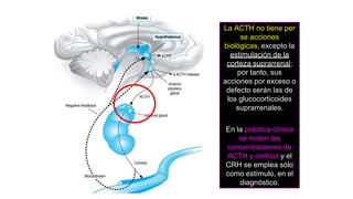 La ACTH no tiene per
se acciones
biológicas, excepto la
estimulación de la
corteza suprarrenal;
por tanto, sus
acciones por exceso o
defecto serán las de
los glucocorticoides
suprarrenales.
En la práctica clínica
se miden las
concentraciones de
ACTH y cortisol y el
CRH se emplea sólo
como estímulo, en el
diagnóstico.
 