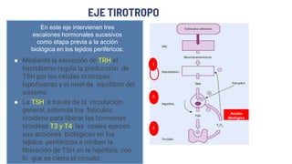 EJE TIROTROPO
En este eje intervienen tres
escalones hormonales sucesivos
como etapa previa a la acción
biológica en los tejidos periféricos:
 Mediante la secreción de TRH el
hipotálamo regula la producción de
TSH por las células tirotropas
hipofisarias y el nivel de equilibrio del
sistema.
 La TSH, a través de la circulación
general, estimula los folículos
tiroideos para liberar las hormonas
tiroideas T3 y T4, las cuales ejercen
sus acciones biológicas en los
tejidos periféricos e inhiben la
liberación de TSH en la hipófisis, con
lo que se cierra el circuito.
1
2
3
Acción
Biológica
 