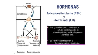HORMONAS
foliculoestimulante (FSH)
y
luteinizante (LH)
 Los gonadotropos constituyen el
15% de las células de la
adenohipófisis y están dispersos
por toda ella.
 La FSH y la LH regulan la
función ovárica y testicular.
 