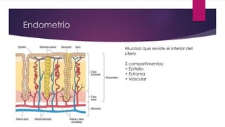 Endometrio
Mucosa que reviste el interior del
útero
3 compartimentos:
+ Epitelio
+ Estroma
+ Vascular
 