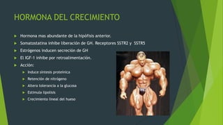 HORMONA DEL CRECIMIENTO

   Hormona mas abundante de la hipófisis anterior.
   Somatostatina inhibe liberación de GH. Receptores SSTR2 y SSTR5
   Estrógenos inducen secreción de GH
   El IGF-1 inhibe por retroalimentación.
   Acción:
        Induce síntesis proteínica
        Retención de nitrógeno
        Altera tolerancia a la glucosa
        Estimula lipolisis
        Crecimiento lineal del hueso
 