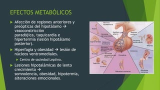 EFECTOS METABÓLICOS
   Afección de regiones anteriores y
    preópticas del hipotálamo 
    vasoconstricción
    paradójica, taquicardia e
    hipertermia (lesión hipotálamo
    posterior).
   Hiperfagia y obesidad  lesión de
    núcleos ventromediales.
       Centro de saciedad Leptina.
   Lesiones hipotalámicas de lento
    crecimiento 
    somnolencia, obesidad, hipotermia,
    alteraciones emocionales.
 