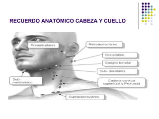 RECUERDO ANATÓMICO CABEZA Y CUELLO 