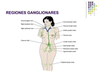 REGIONES GANGLIONARES 