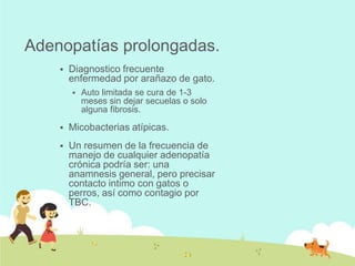 Adenopatías prolongadas.


Diagnostico frecuente
enfermedad por arañazo de gato.


Auto limitada se cura de 1-3
meses sin dejar secuelas o solo
alguna fibrosis.



Micobacterias atípicas.



Un resumen de la frecuencia de
manejo de cualquier adenopatía
crónica podría ser: una
anamnesis general, pero precisar
contacto intimo con gatos o
perros, así como contagio por
TBC.

 