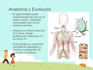 Anatomía y Evolución


El tejido linfático parte
prácticamente de cero en el
recién nacido. Velocidad
comparable solo con el
sistema nervioso.



Alcanza su vértice hacia los
8-12 años. Adulto
proliferación referencia 1/1
en niños 4/1.



Todo ganglio en el periodo
neonatal es patológico y
merece investigación de
noxa que lo produce.

 