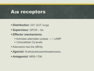 A2B receptors
 Distribution: GIT, GUT, lungs
 Superclass: GPCR – Gs
 Effector mechanisms:
 Activates adenylate cyclase → ↑ cAMP
 ↑Intracellular Ca levels
 Adenosine has low affinity
 Agonist: N-ethylcarboxamidoadenosine,
 Antagonist: MRS-1706
 
