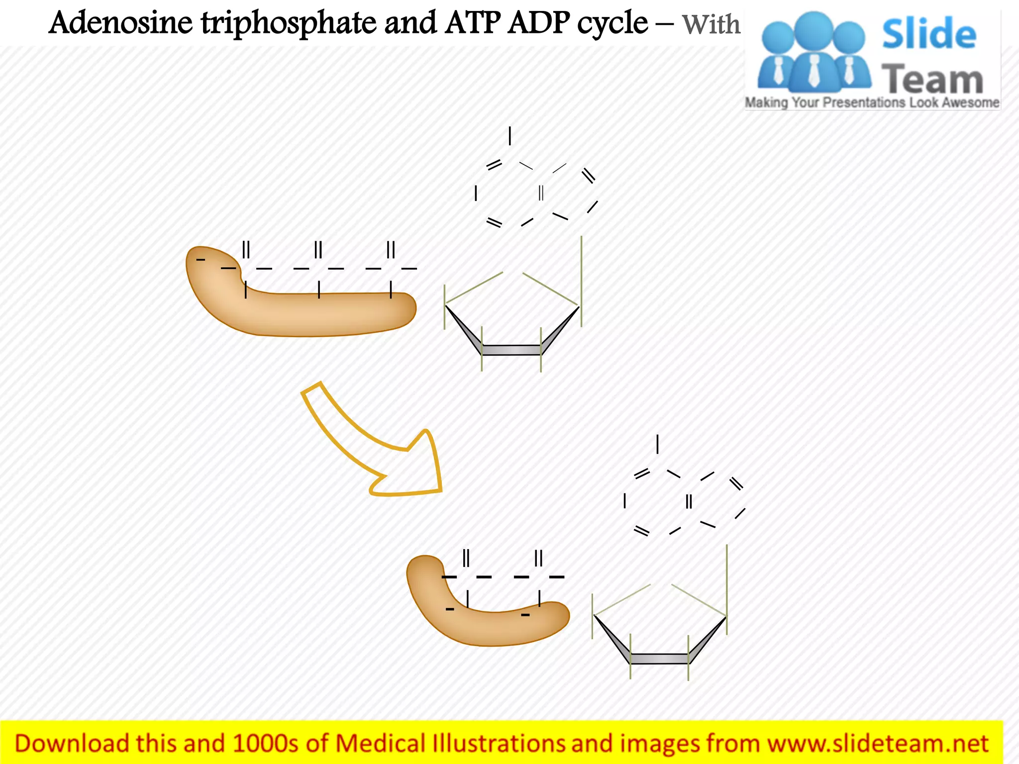 Adenosine triphosphate and atp adp cycle medical images for power point ...