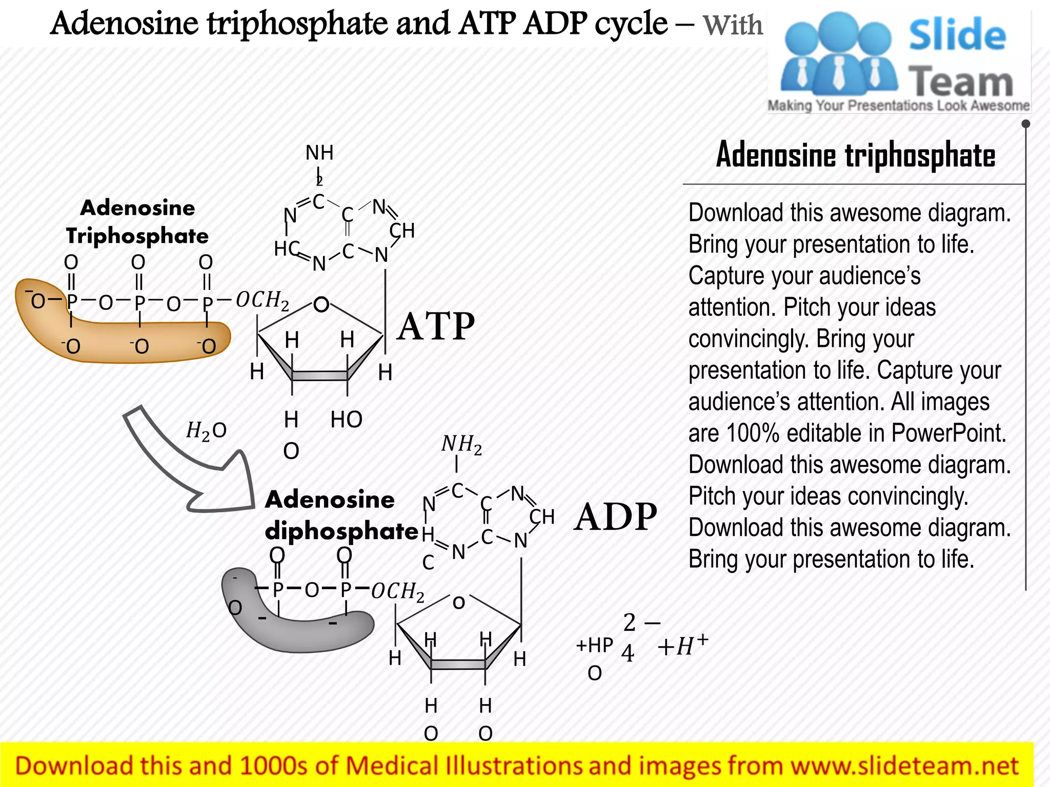 Adenosine triphosphate and atp adp cycle medical images for power point ...