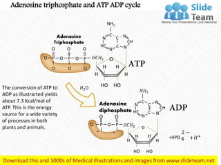 Adenosine triphosphate and atp adp cycle medical images for power point ...
