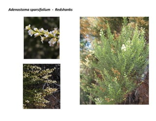 Adenostoma sparsifolium - Redshanks

 