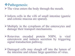 Pathogenesis:
The virus enters the body through the mouth.
Infects cells in the villi of small intestine (gastric
and colonic mucosa are spared).
Multiply in the cytoplasm of the enterocytes and
damage their transport mechanisms.
Rotavirus encoded protein NSP4, is viral
enterotoxin and induces secretion by triggering
signal transduction pathway.
Damaged cells may slough off into the lumen of
the intestine and release large quantities of virus.
 