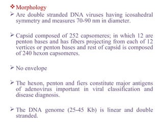 Morphology
 Are double stranded DNA viruses having icosahedral
symmetry and measures 70-90 nm in diameter.
 Capsid composed of 252 capsomeres; in which 12 are
penton bases and has fibers projecting from each of 12
vertices or penton bases and rest of capsid is composed
of 240 hexon capsomeres.
 No envelope
 The hexon, penton and fiers constitute major antigens
of adenovirus important in viral classification and
disease diagnosis.
 The DNA genome (25-45 Kb) is linear and double
stranded.
 