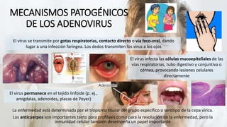 MECANISMOS PATOGÉNICOS
DE LOS ADENOVIRUS
La enfermedad está determinada por el tropismo tisular del grupo específico o serotipo de la cepa vírica.
Los anticuerpos son importantes tanto para profilaxis como para la resolución de la enfermedad, pero la
inmunidad celular también desempeña un papel importante
El virus se transmite por gotas respiratorias, contacto directo o vía feco-oral, dando
lugar a una infección faríngea. Los dedos transmiten los virus a los ojos
El virus infecta las células mucoepiteliales de las
vías respiratorias, tubo digestivo y conjuntiva o
córnea, provocando lesiones celulares
directamente
El virus permanece en el tejido linfoide (p. ej.,
amígdalas, adenoides, placas de Peyer)
 