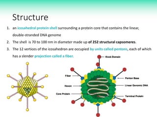 Structure
1. an icosahedral protein shell surrounding a protein core that contains the linear,
double-stranded DNA genome
2. The shell is 70 to 100 nm in diameter made up of 252 structural capsomeres.
3. The 12 vertices of the icosahedron are occupied by units called pentons, each of which
has a slender projection called a fiber.
 