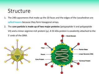 Structure
1. The 240 capsomeres that make up the 20 faces and the edges of the isocahedron are
called hexons because they form hexagonal arrays.
2. The core particle is made up of two major proteins (polypeptide V and polypeptide
VII) and a minor arginine-rich protein (μ). A 55 kDa protein is covalently attached to the
5′ ends of the DNA.
 