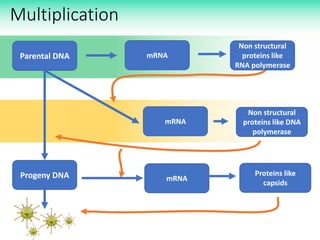 Multiplication
Parental DNA
Non structural
proteins like
RNA polymerase
Progeny DNA
mRNA
Non structural
proteins like DNA
polymerase
mRNA
mRNA
Proteins like
capsids
 