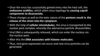 • Once the virus has successfully gained entry into the host cell, the
endosome acidifies, which alters virus topology by causing capsid
components to disassociate.
• These changes as well as the toxic nature of the pentons result in the
release of the virion into the cytoplasm.
• With the help of cellular microtubules, the virus is transported to the
nuclear pore complex, whereby the adenovirus particle disassembles.
• Viral DNA is subsequently released, which can enter the nucleus via
the nuclear pore.
• After this the DNA associates with histone molecules.
• Thus, viral gene expression can occur and new virus particles can be
generated.
 