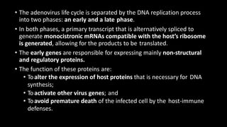 • The adenovirus life cycle is separated by the DNA replication process
into two phases: an early and a late phase.
• In both phases, a primary transcript that is alternatively spliced to
generate monocistronic mRNAs compatible with the host’s ribosome
is generated, allowing for the products to be translated.
• The early genes are responsible for expressing mainly non-structural
and regulatory proteins.
• The function of these proteins are:
• Toalter the expression of host proteins that is necessary for DNA
synthesis;
• Toactivate other virus genes; and
• Toavoid premature death of the infected cell by the host-immune
defenses.
 