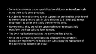 • Some Adenoviruses under specialized conditions can transform cells
using their early gene products.
• E1A (binds Retinoblastoma tumor suppressor protein) has been found
to immortalize primary cells in vitro allowing E1B (binds p53 tumor
suppressor) to assist and stably transform the cells.
• Nevertheless, they are reliant upon each other to successfully
transform the host cell and form tumors.
• The DNA replication separates the early and late phases.
• Once the early genes have liberated adequate virus proteins,
replication machinery and replication substrates; the replication of
the adenovirus genome can occur
 