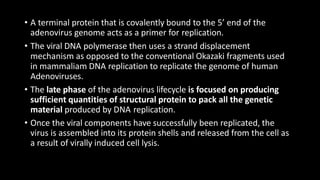 • A terminal protein that is covalently bound to the 5’ end of the
adenovirus genome acts as a primer for replication.
• The viral DNA polymerase then uses a strand displacement
mechanism as opposed to the conventional Okazaki fragments used
in mammaliam DNA replication to replicate the genome of human
Adenoviruses.
• The late phase of the adenovirus lifecycle is focused on producing
sufficient quantities of structural protein to pack all the genetic
material produced by DNA replication.
• Once the viral components have successfully been replicated, the
virus is assembled into its protein shells and released from the cell as
a result of virally induced cell lysis.
 