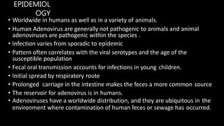 EPIDEMIOL
OGY
• Worldwide in humans as well as in a variety of animals.
• Human Adenovirus are generally not pathogenic to animals and animal
adenoviruses are pathogenic within the species .
• Infection varies from sporadic to epidemic
• Pattern often correlates with the viral serotypes and the age of the
susceptible population
• Fecal oral transmission accounts for infections in young children.
• Initial spread by respiratory route
• Prolonged carriage in the intestine makes the feces a more common source
• The reservoir for adenovirus is in humans.
• Adenoviruses have a worldwide distribution, and they are ubiquitous in the
environment where contamination of human feces or sewage has occurred.
 