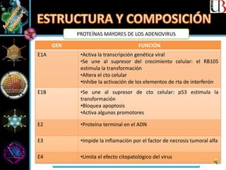 GEN FUNCIÓN
E1A •Activa la transcripción genética viral
•Se une al supresor del crecimiento celular: el RB105
estimula la transformación
•Altera el cto celular
•Inhibe la activación de los elementos de rta de interferón
E1B •Se une al supresor de cto celular: p53 estimula la
transformación
•Bloquea apoptosis
•Activa algunos promotores
E2 •Proteína terminal en el ADN
E3 •Impide la inflamación por el factor de necrosis tumoral alfa
E4 •Limita el efecto citopatológico del virus
PROTEÍNAS MAYORES DE LOS ADENOVIRUS
 