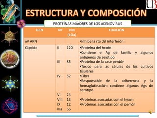 GEN Nº PM
(kDa)
FUNCIÓN
AV ARN •Inhibe la rta del interferón
Cápside II
III
IV
VI
VIII
IX
IIIa
120
85
62
24
13
12
66
•Proteína del hexón
•Contiene el Ag de familia y algunos
antígenos de serotipo
•Proteína de la base pentón
•Tóxico para las células de los cultivos
tisulares
•Fibra
•Responsable de la adherencia y la
hemaglutinación; contiene algunos Ags de
serotipo
•Proteínas asociadas con el hexón
•Proteínas asociadas con el pentón
PROTEÍNAS MAYORES DE LOS ADENOVIRUS
 
