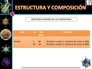 GEN Nº PM
(kDa)
FUNCIÓN
Núcleo V
VII
48
18
•Proteína nuclear 1: proteína de unión al ADN
•Proteína nuclear 2: proteína de unión al ADN
PROTEÍNAS MAYORES DE LOS ADENOVIRUS
 