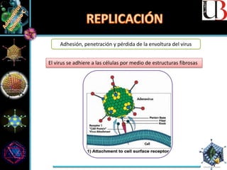 Adhesión, penetración y pérdida de la envoltura del virus
El virus se adhiere a las células por medio de estructuras fibrosas
 