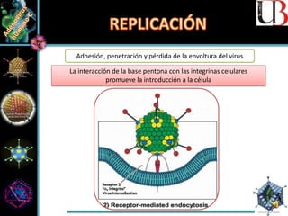 Adhesión, penetración y pérdida de la envoltura del virus
La interacción de la base pentona con las integrinas celulares
promueve la introducción a la célula
 