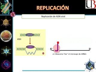 Replicación de ADN viral
 