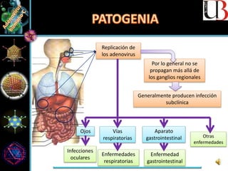 Por lo general no se
propagan más allá de
los ganglios regionales
Replicación de
los adenovirus
Generalmente producen infección
subclínica
Ojos
Infecciones
oculares
Vías
respiratorias
Enfermedades
respiratorias
Aparato
gastrointestinal
Enfermedad
gastrointestinal
Otras
enfermedades
 