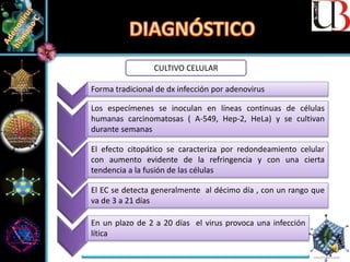 CULTIVO CELULAR
Forma tradicional de dx infección por adenovirus
Los especímenes se inoculan en líneas continuas de células
humanas carcinomatosas ( A-549, Hep-2, HeLa) y se cultivan
durante semanas
En un plazo de 2 a 20 días el virus provoca una infección
lítica
El efecto citopático se caracteriza por redondeamiento celular
con aumento evidente de la refringencia y con una cierta
tendencia a la fusión de las células
El EC se detecta generalmente al décimo día , con un rango que
va de 3 a 21 días
 