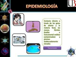 Contacto directo a
través de las gotas
de aliento y la
materia fecal, las
manos, fómites
(toallas e
instrumental médico
contaminados) y
piscinas
inadecuadamente
cloradas
Transmisión
 