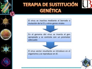 El virus se inactiva mediante el borrado o
mutación de la E1 y otros genes virales
En el genoma del virus se inserta el gen
apropiado y se controla con un promotor
adecuado
El virus vector resultante se introduce en el
organismo y se reproduce en él.
 