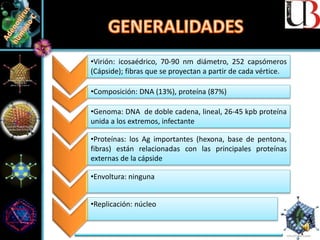 •Replicación: núcleo
•Virión: icosaédrico, 70-90 nm diámetro, 252 capsómeros
(Cápside); fibras que se proyectan a partir de cada vértice.
•Composición: DNA (13%), proteína (87%)
•Genoma: DNA de doble cadena, lineal, 26-45 kpb proteína
unida a los extremos, infectante
•Proteínas: los Ag importantes (hexona, base de pentona,
fibras) están relacionadas con las principales proteínas
externas de la cápside
•Envoltura: ninguna
 