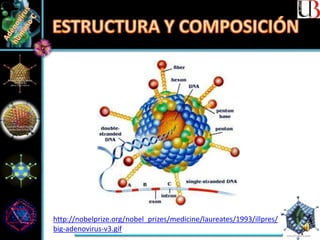 http://nobelprize.org/nobel_prizes/medicine/laureates/1993/illpres/
big-adenovirus-v3.gif
 