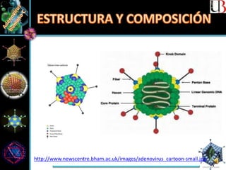 http://www.newscentre.bham.ac.uk/images/adenovirus_cartoon-small.jpg
 
