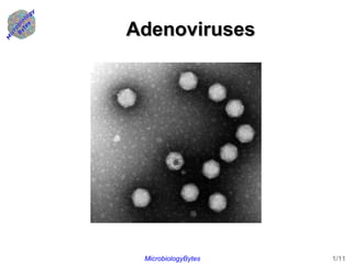 Adenoviruses 