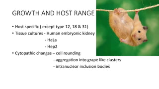 GROWTH AND HOST RANGE
• Host specific ( except type 12, 18 & 31)
• Tissue cultures - Human embryonic kidney
- HeLa
- Hep2
• Cytopathic changes – cell rounding
- aggregation into grape like clusters
- intranuclear inclusion bodies
 