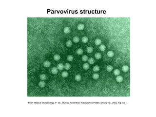 Parvovirus structure
From Medical Microbiology, 4th
ed., Murray, Rosenthal, Kobayashi & Pfaller, Mosby Inc., 2002, Fig. 53-1.
 
