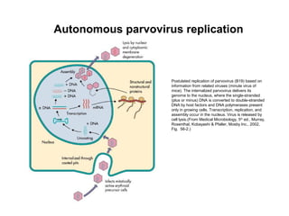 Autonomous parvovirus replication
Postulated replication of parvovirus (B19) based on
information from related viruses (minute virus of
mice). The internalized parvovirus delivers its
genome to the nucleus, where the single-stranded
(plus or minus) DNA is converted to double-stranded
DNA by host factors and DNA polymerases present
only in growing cells. Transcription, replication, and
assembly occur in the nucleus. Virus is released by
cell lysis.(From Medical Microbiology, 5th
ed., Murray,
Rosenthal, Kobayashi & Pfaller, Mosby Inc., 2002,
Fig. 56-2.)
 