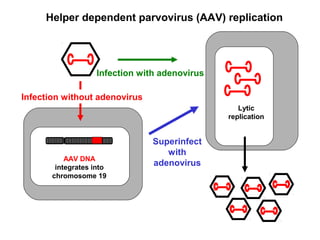 Helper dependent parvovirus (AAV) replication
AAV DNA
integrates into
chromosome 19
Infection without adenovirus
Infection with adenovirus
Superinfect
with
adenovirus
Lytic
replication
 