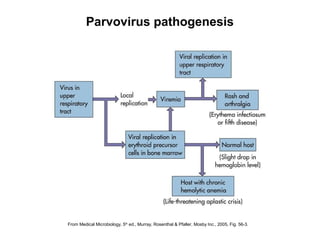 From Medical Microbiology, 5th
ed., Murray, Rosenthal & Pfaller, Mosby Inc., 2005, Fig. 56-3.
Parvovirus pathogenesis
 