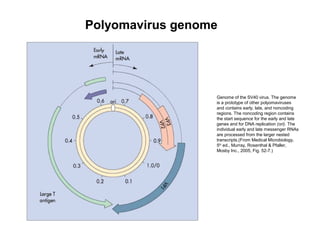 Polyomavirus genome
Genome of the SV40 virus. The genome
is a prototype of other polyomaviruses
and contains early, late, and noncoding
regions. The noncoding region contains
the start sequence for the early and late
genes and for DNA replication (ori). The
individual early and late messenger RNAs
are processed from the larger nested
transcripts.(From Medical Microbiology,
5th
ed., Murray, Rosenthal & Pfaller,
Mosby Inc., 2005, Fig. 52-7.)
 
