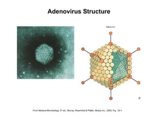 From Medical Microbiology, 5th
ed., Murray, Rosenthal & Pfaller, Mosby Inc., 2005, Fig. 53-1.
Adenovirus Structure
 