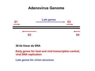 E1
E2 E4
E3
Late genes
Adenovirus Genome
36 kb linear ds DNA
Early genes for host and viral transcription control,
viral DNA replication
Late genes for virion structure
 
